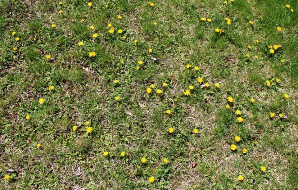 Zaplevelený trávník