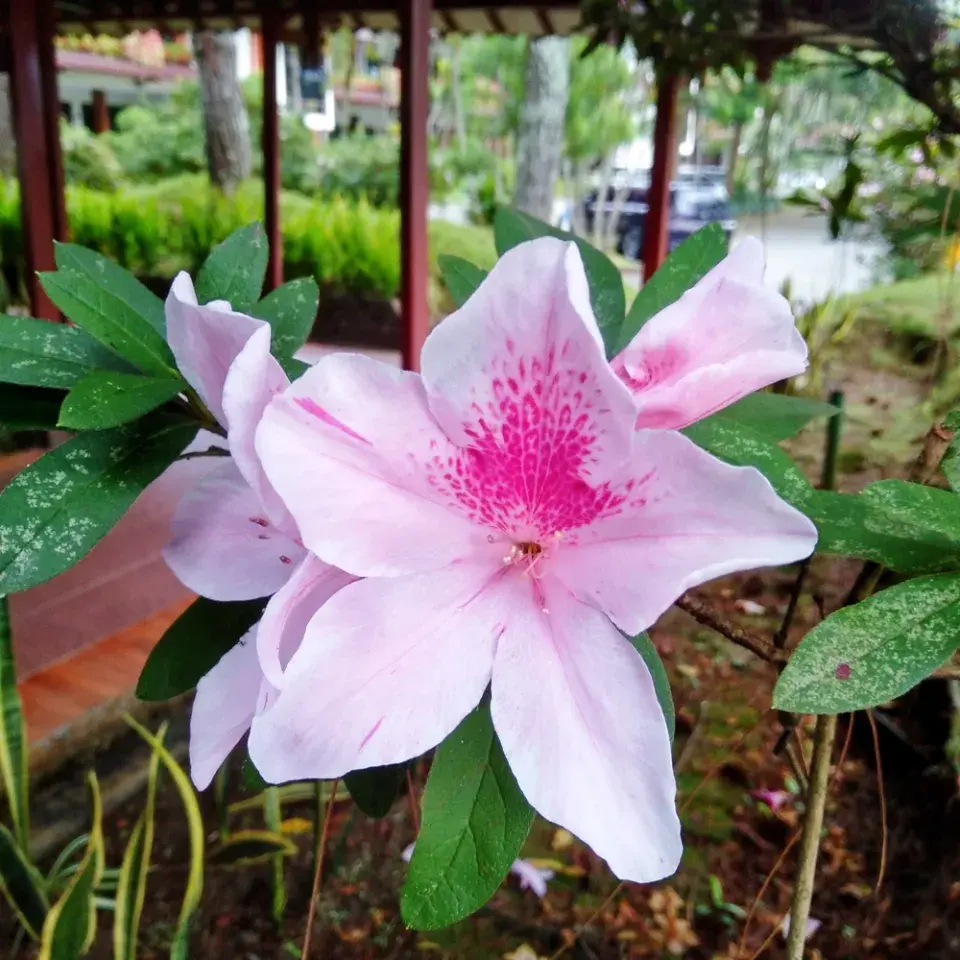 Japonské azalky: Inspirace z barevné zahrady