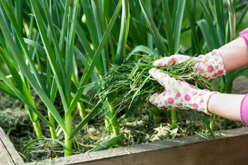 Pravidla mulčování posečenou trávou: Kde pomůže a kdy může škodit