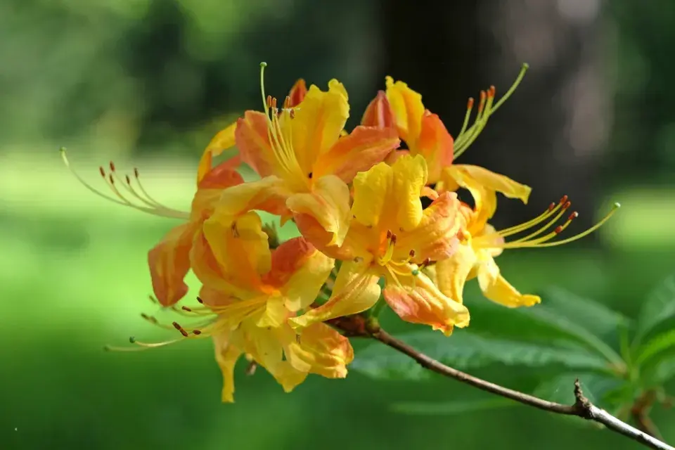  Odrůdy rododendronů v plné kráse: Inspirace pro vaši zahradu