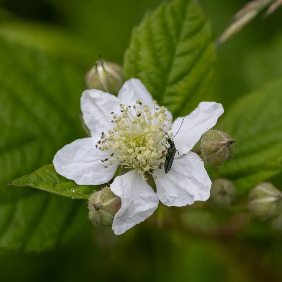 Péče o maliníky krok za krokem: Dubnový řez, hnojení a triky pro rekordní úrodu