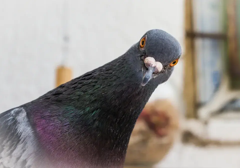 Holubi na střeše i parapetu: Jak vypadají škody a co proti nim funguje