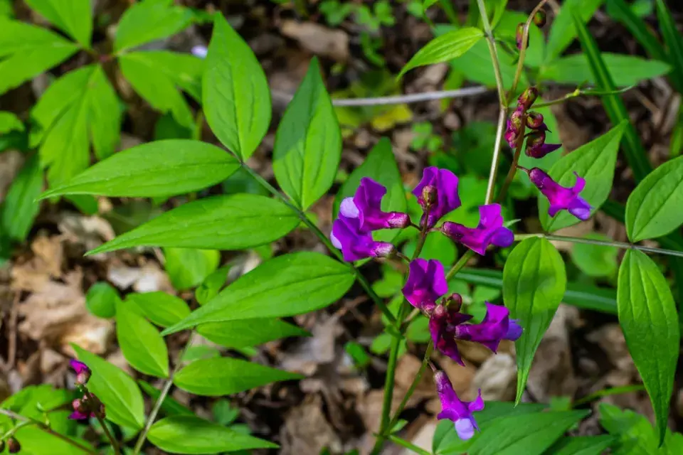 Hrachor jarní (Lathyrus vernus) 