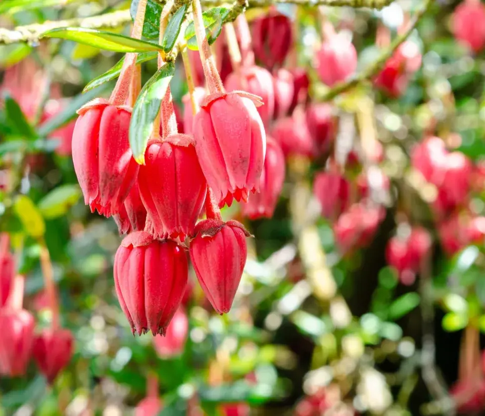 Krinodendron (Crinodendron hookerianum)