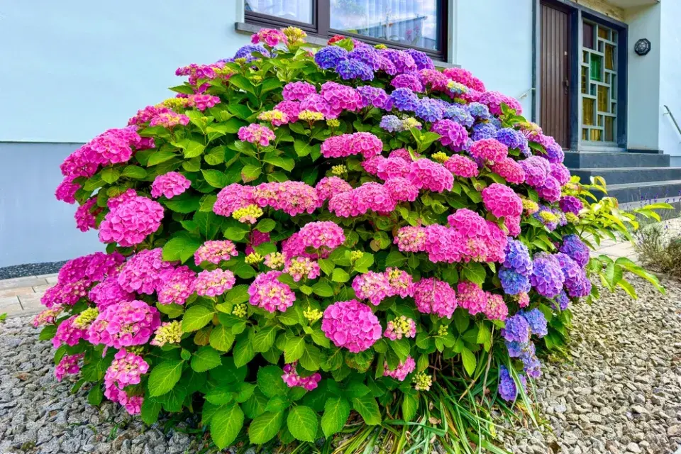 Chcete opravdu modrou hortenzii? Tohle rozhoduje o barvě květů víc než sazenice z obchodu