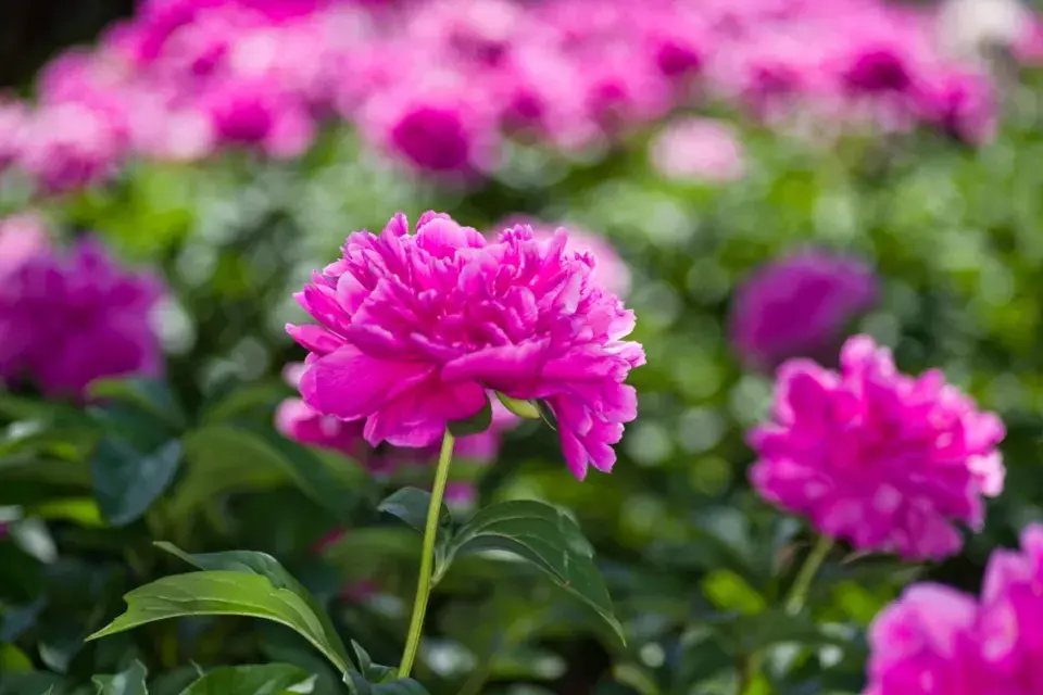 Pěstování pivoněk