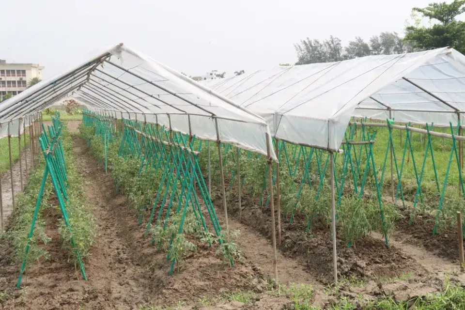 Rajčatový stan je důkazem, že i jednoduché pěstování rajčat může mít velký efekt