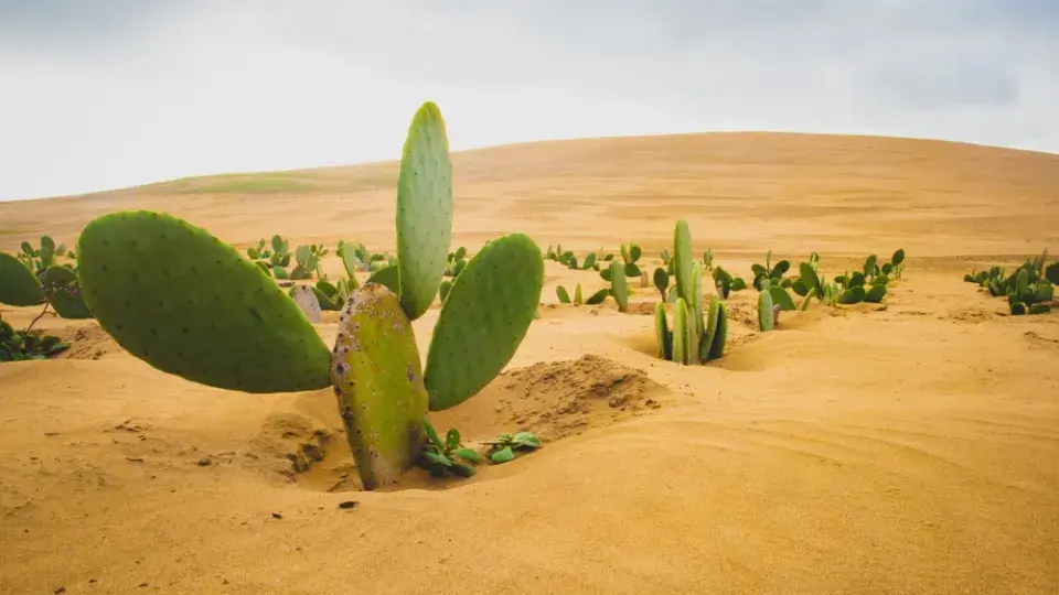Pěstování v písku krok za krokem: Inspirace a výsledky, které vás překvapí
