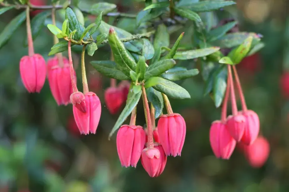 Krinodendron (Crinodendron hookerianum)