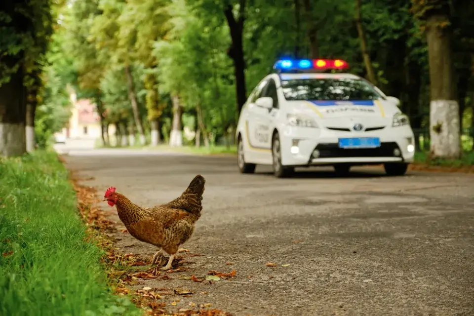 Zahrada plná zvířat: inspirace na chov zvířat i varování z praxe