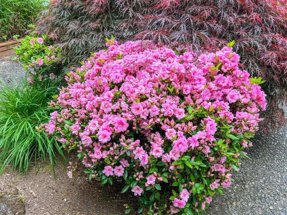 Japonské azalky: Inspirace z barevné zahrady