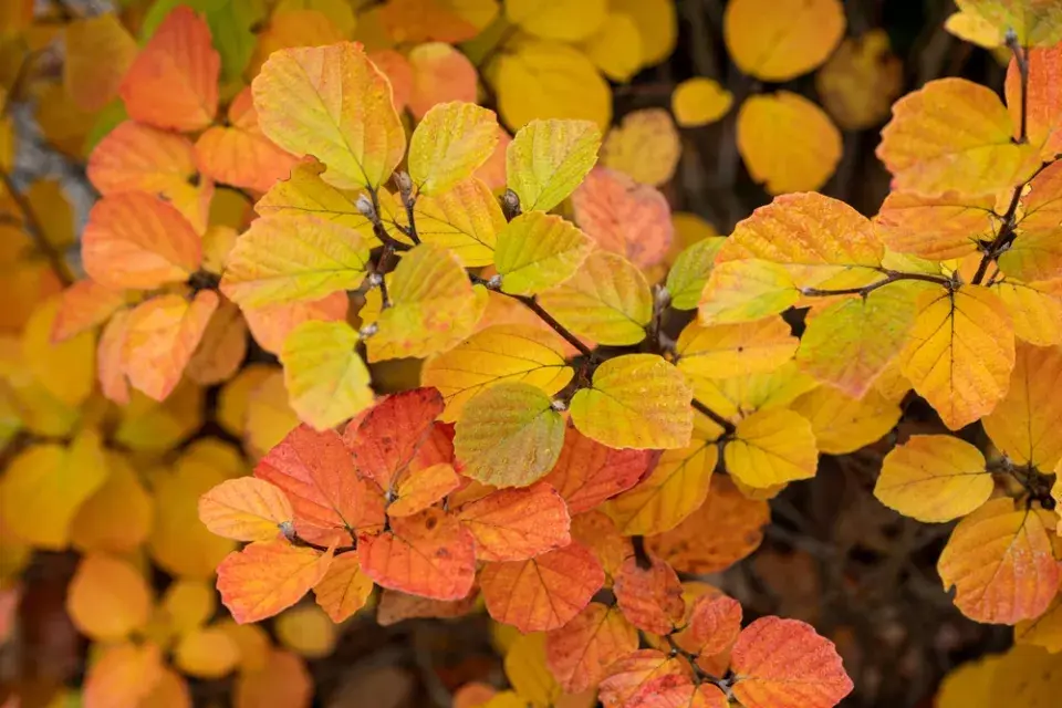 Kuska (Fothergilla) 