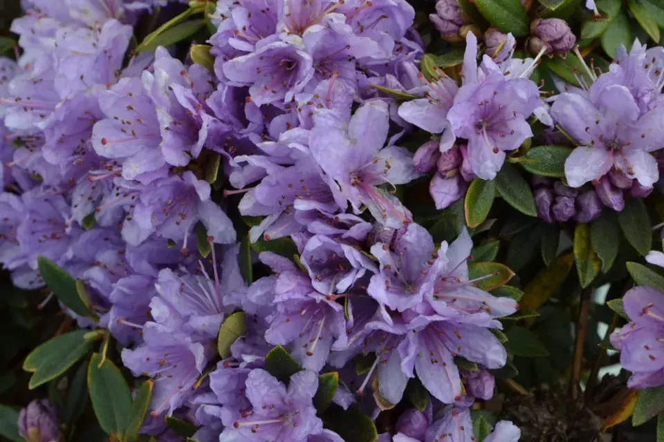  Odrůdy rododendronů v plné kráse: Inspirace pro vaši zahradu