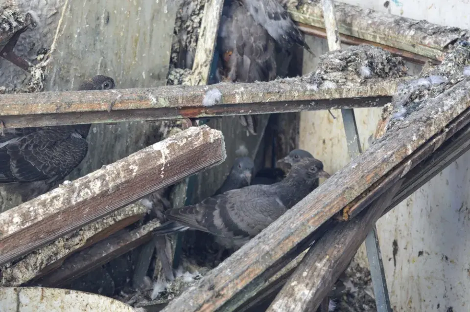 Holubi na střeše i parapetu: Jak vypadají škody a co proti nim funguje