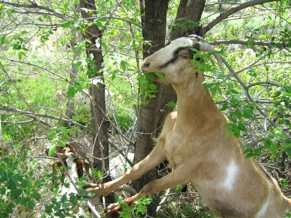 Zahrada plná zvířat: inspirace na chov zvířat i varování z praxe