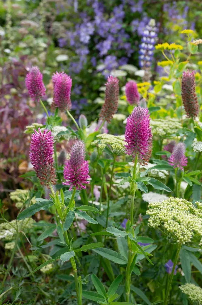 Jetel červenavý (Trifolium rubens) 