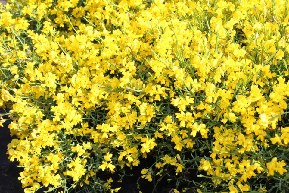 Kručinka lydijská (Genista lydia) 