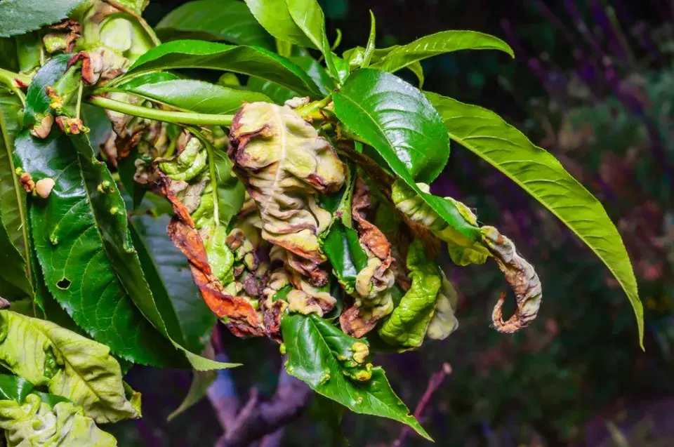 Kadeřavost broskvoní: Prevence, postřiky i babské tipy