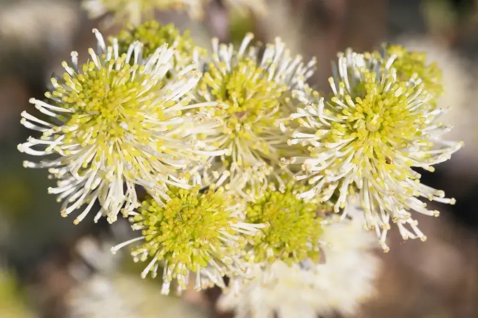 Kuska (Fothergilla) 