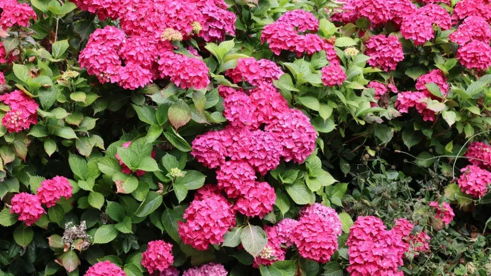Chcete opravdu modrou hortenzii? Tohle rozhoduje o barvě květů víc než sazenice z obchodu