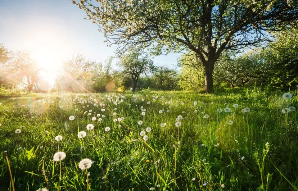 Nezapomínejte na pravidelnou údržbu zahrady