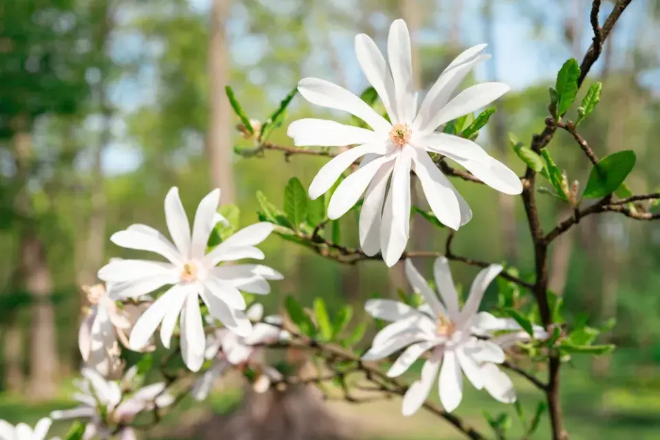 Magnólie hvězdovitá (Magnolia stellata) 