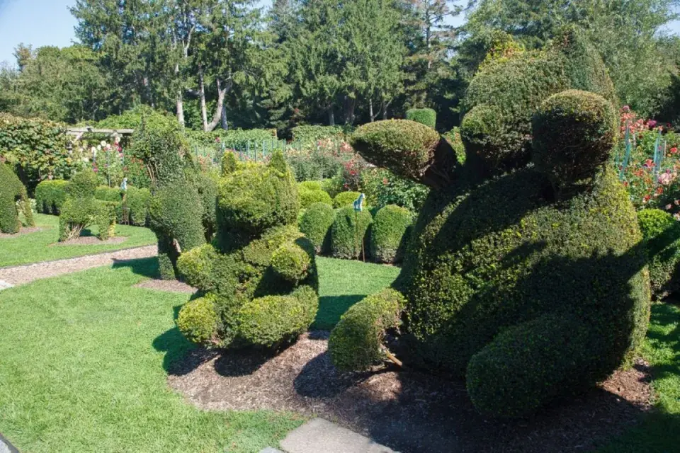Figurální topiary