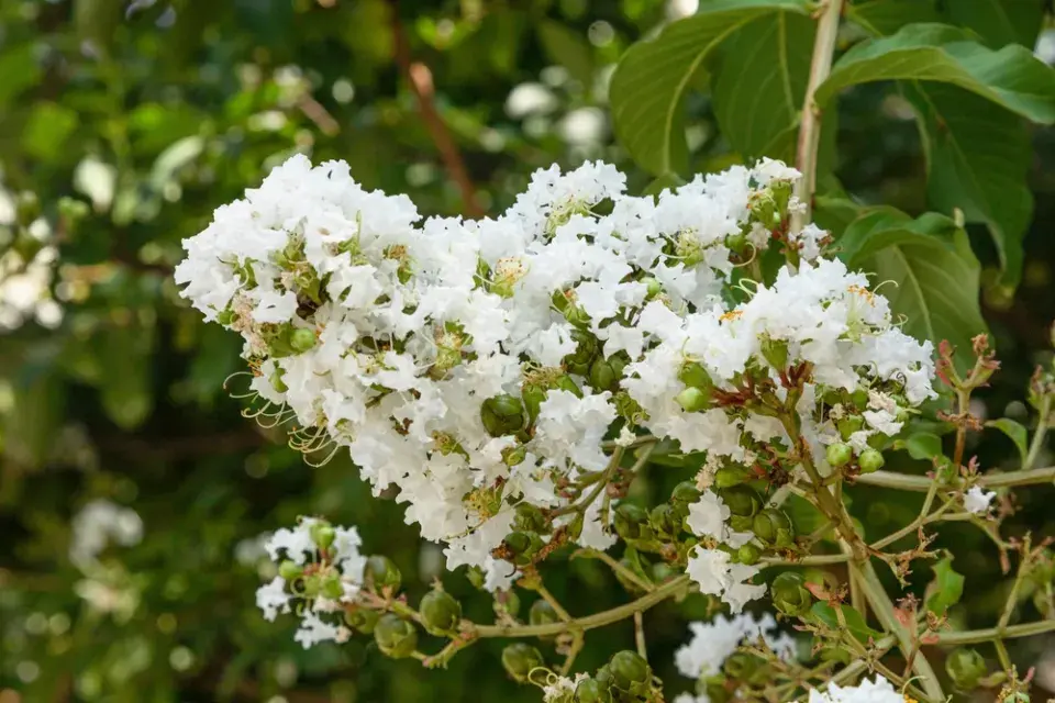 Bíle kvetoucí pukol