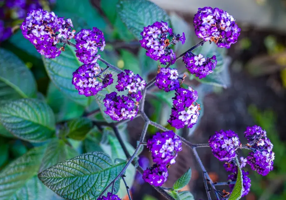  Jak pěstovat voňavý vanilkový keřík celé roky