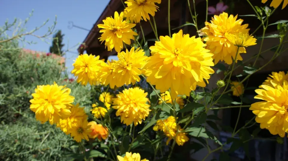 Rudbeckia laciniata