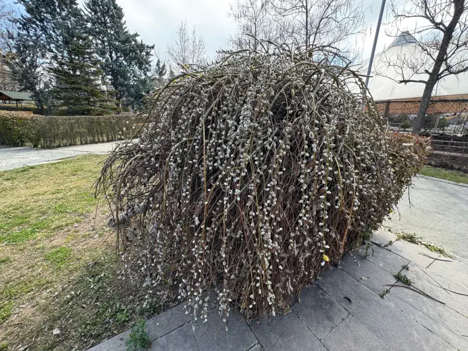 Převislá vrba jíva