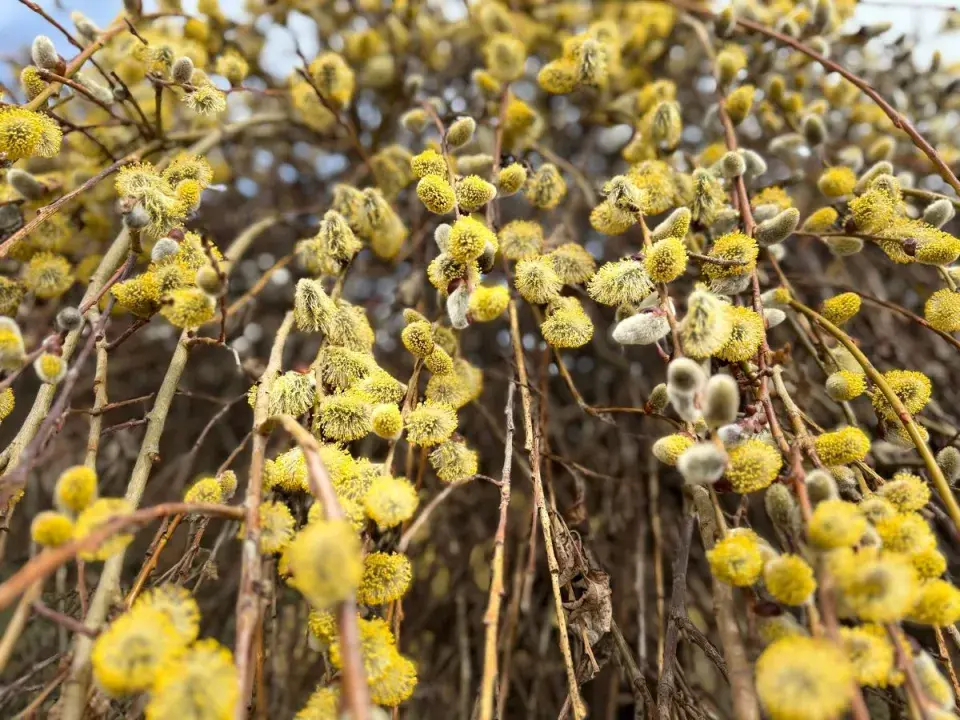 Převislá vrba jíva