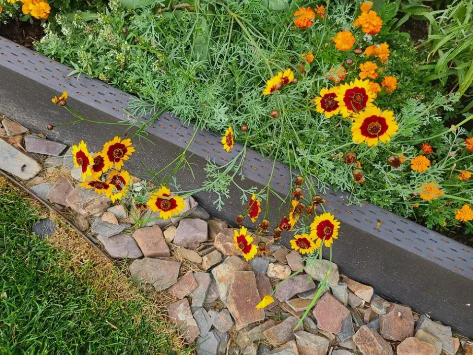 Krásnoočko dvoubarvé (Coreopsis tinctoria) 
