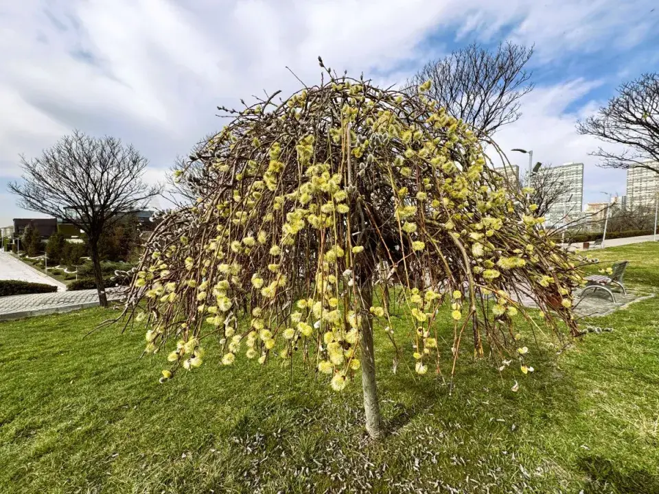 Převislá vrba jíva