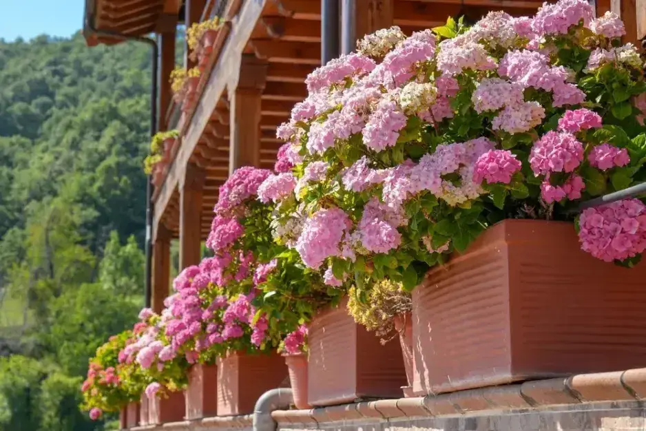 Rostliny do truhlíku