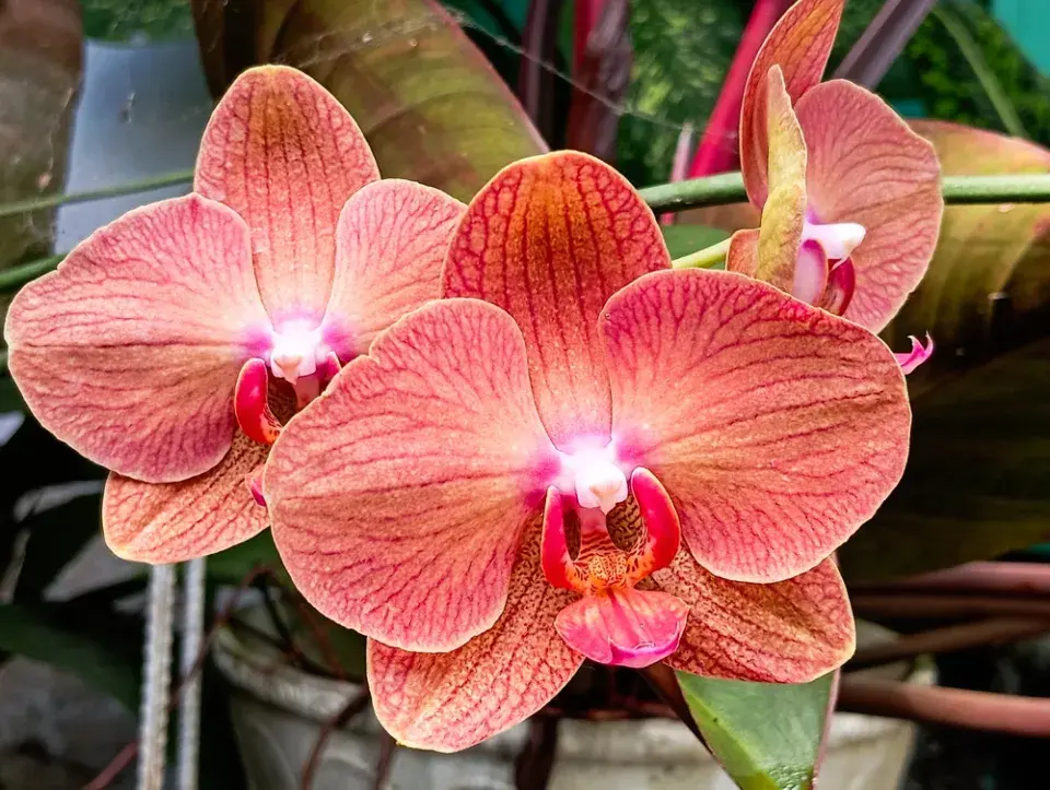 Hnojivo na orchideje