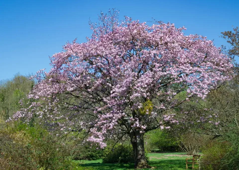 Slivoň Sargentova (Prunus sargentii)