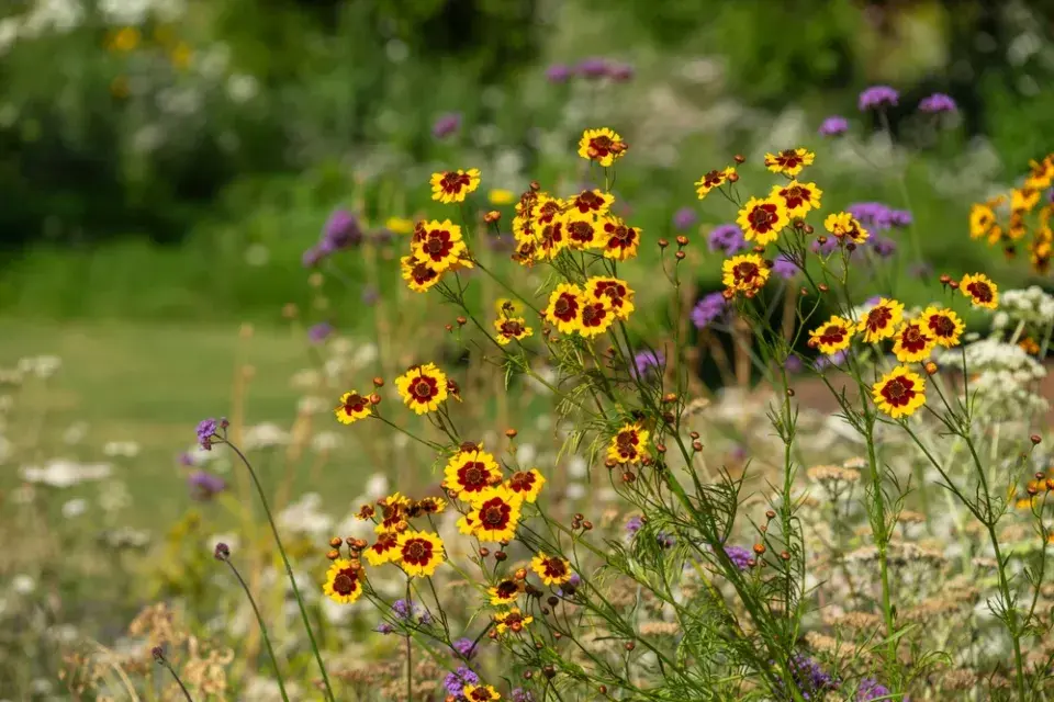 Krásnoočko dvoubarvé (Coreopsis tinctoria) 