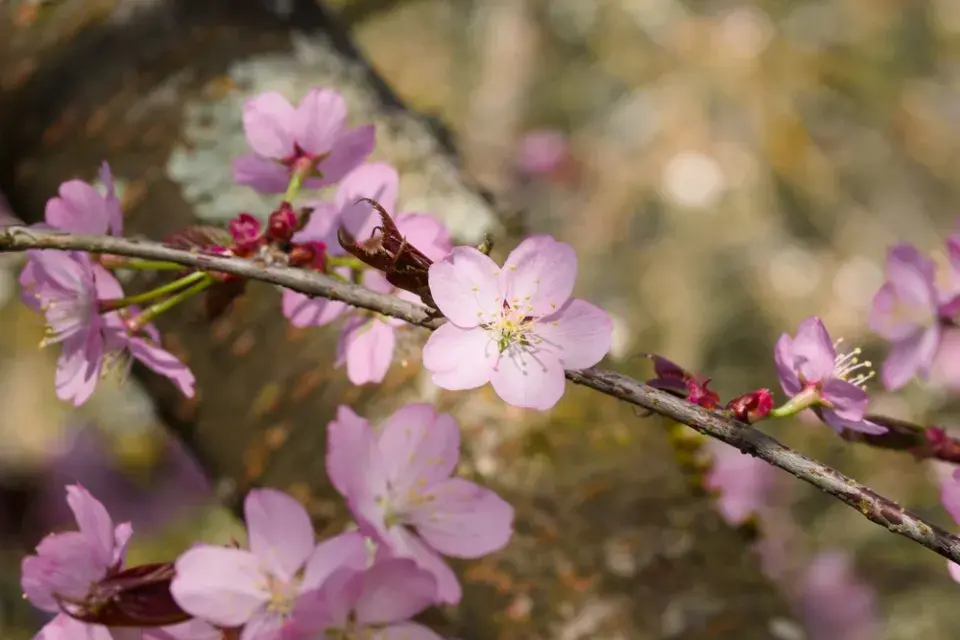 Slivoň Sargentova (Prunus sargentii)