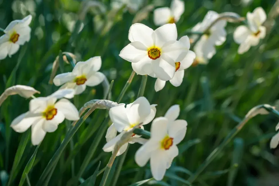 Narcis bílý (Narcissus poeticus)