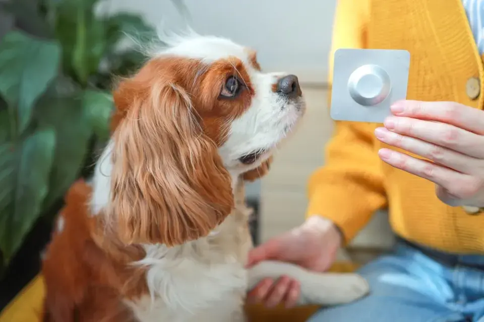 Klíšťata u psa: Nejčastější místa a správný postup odstranění