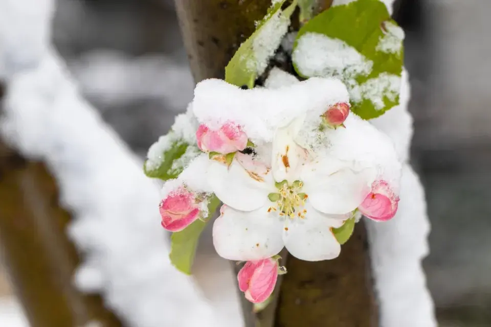 Co umí jarní mrazíky a jak před nimi ochránit ovocné stromy