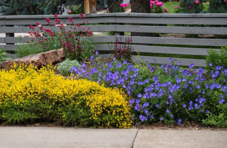 Kručinka lydijská (Genista lydia) 