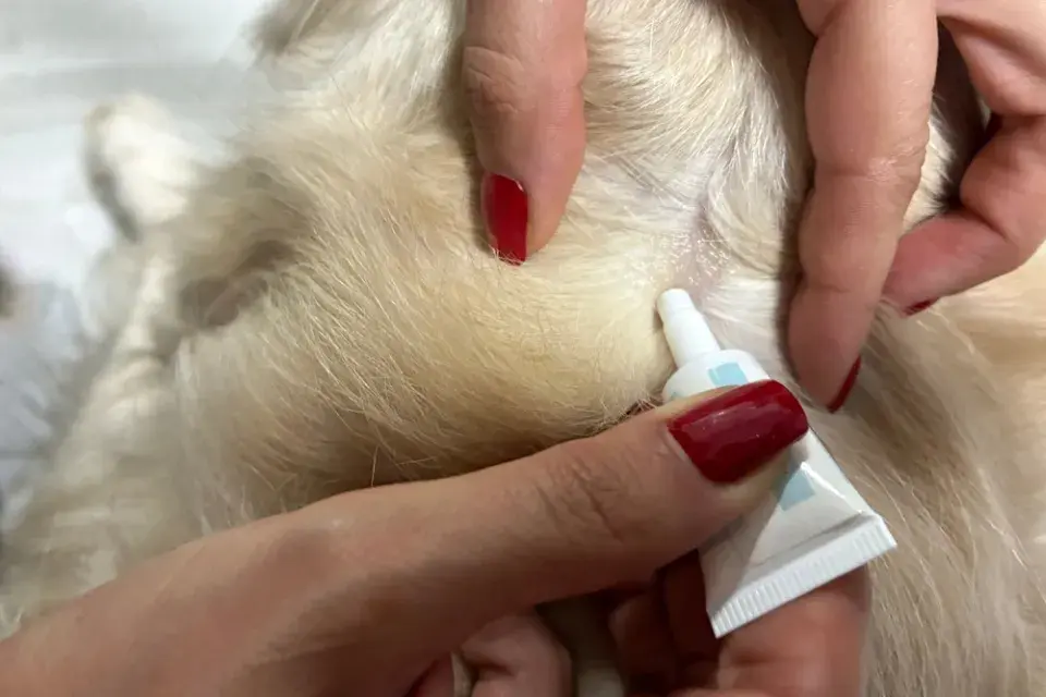 Klíšťata u psa: Nejčastější místa a správný postup odstranění