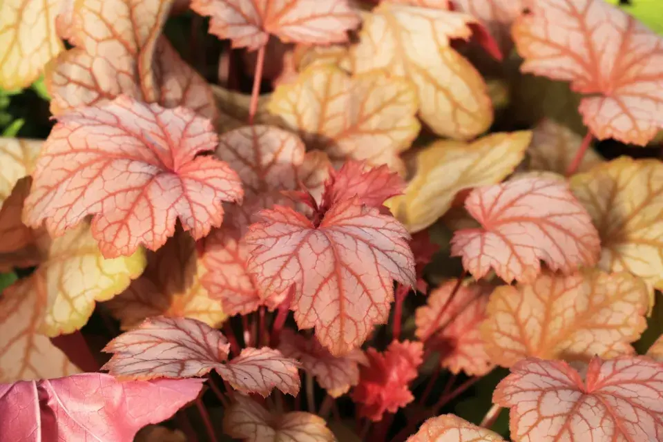 Dlužicha krvavá (Heuchera sanguinea) 