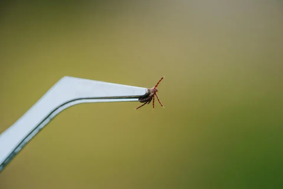 Klíšťata u psa: Nejčastější místa a správný postup odstranění