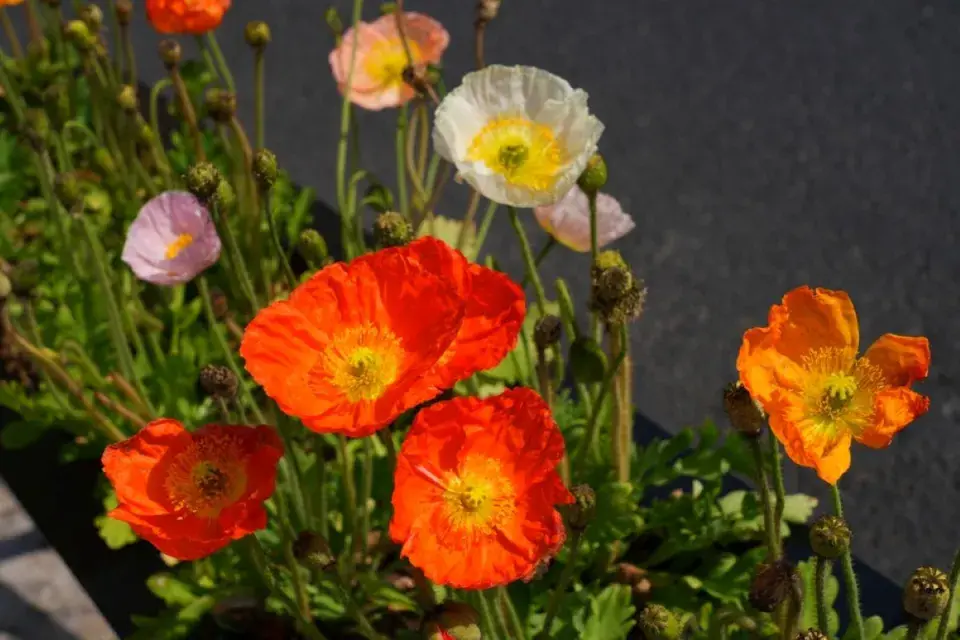 Letničkou k řezu je také islandský mák