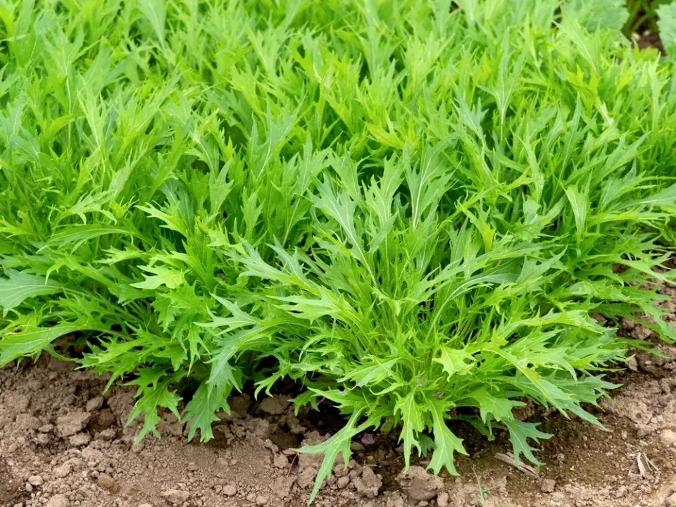 Neobvyklé a exotické druhy zeleniny