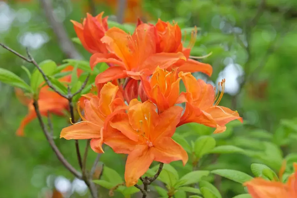  Odrůdy rododendronů v plné kráse: Inspirace pro vaši zahradu