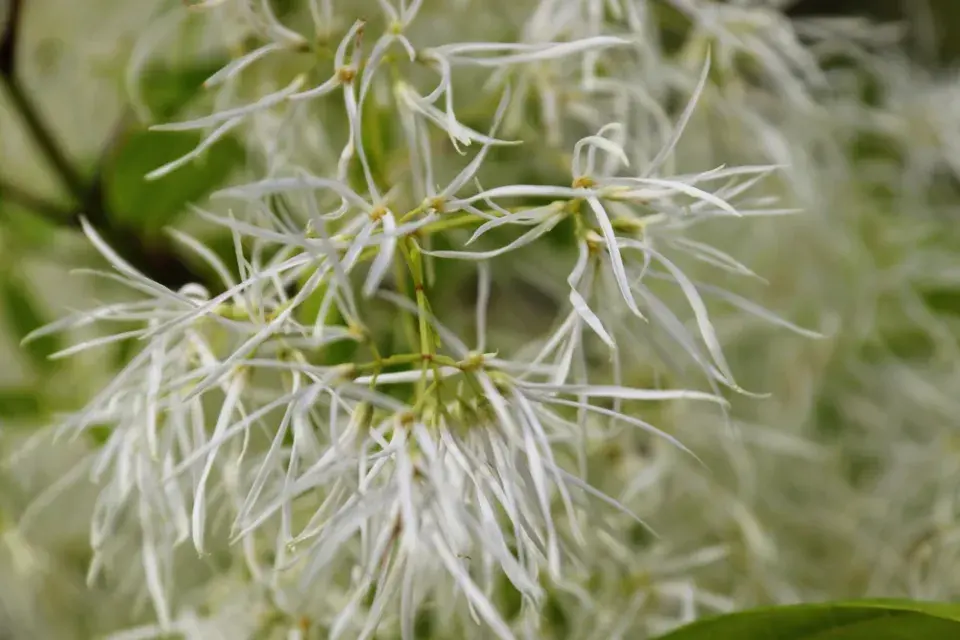 bělas viržinský (Chionanthus virginicus) 